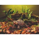 Folkmanis Dosenschildkröte
