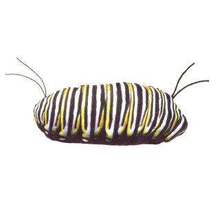 Folkmanis Metamorphose Schnetterling