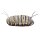 Folkmanis Metamorphose Schnetterling